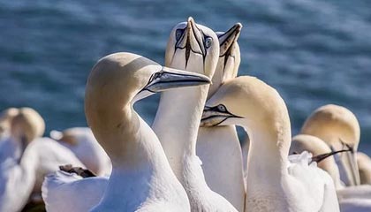 乐鱼vip-费内巴切稳居土超前四，季后赛主场优势确定，费内巴切录像