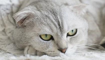 乐鱼电竞在线平台登录入口-浙江稠州关键比赛失利需反思，浙江稠州队名单